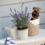 Mosquito repellent indoor plants lavender