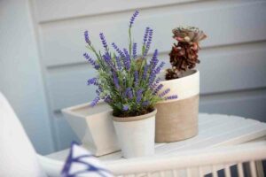 Mosquito repellent indoor plants lavender