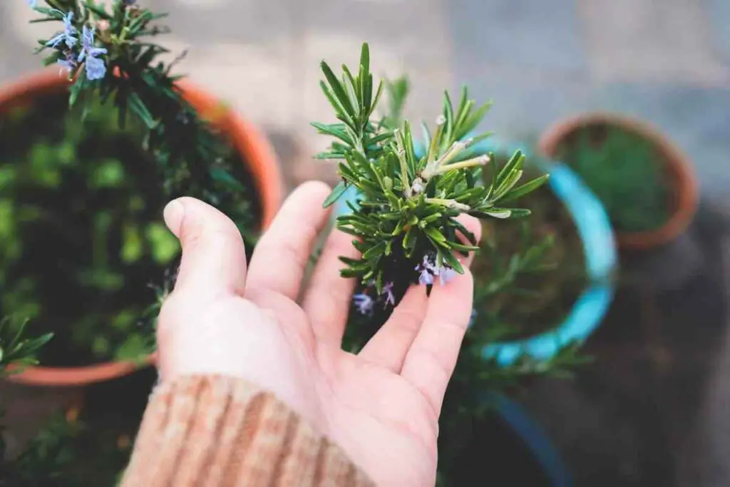 Rosemary against mosquitoes