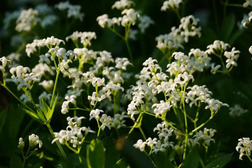 Sweet Woodruff against flies