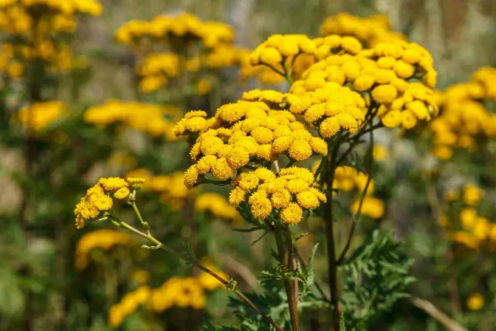 Tansy plant against flies