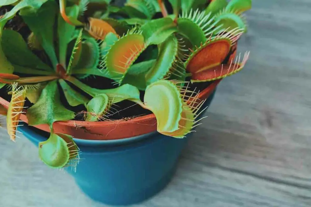 Venus Flytrap against house flies