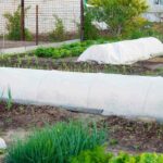 Protect plants from frost with tarp