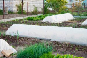 Protect plants from frost with tarp