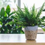 Boston fern tips for growers