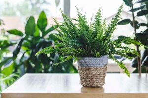 Boston fern tips for growers