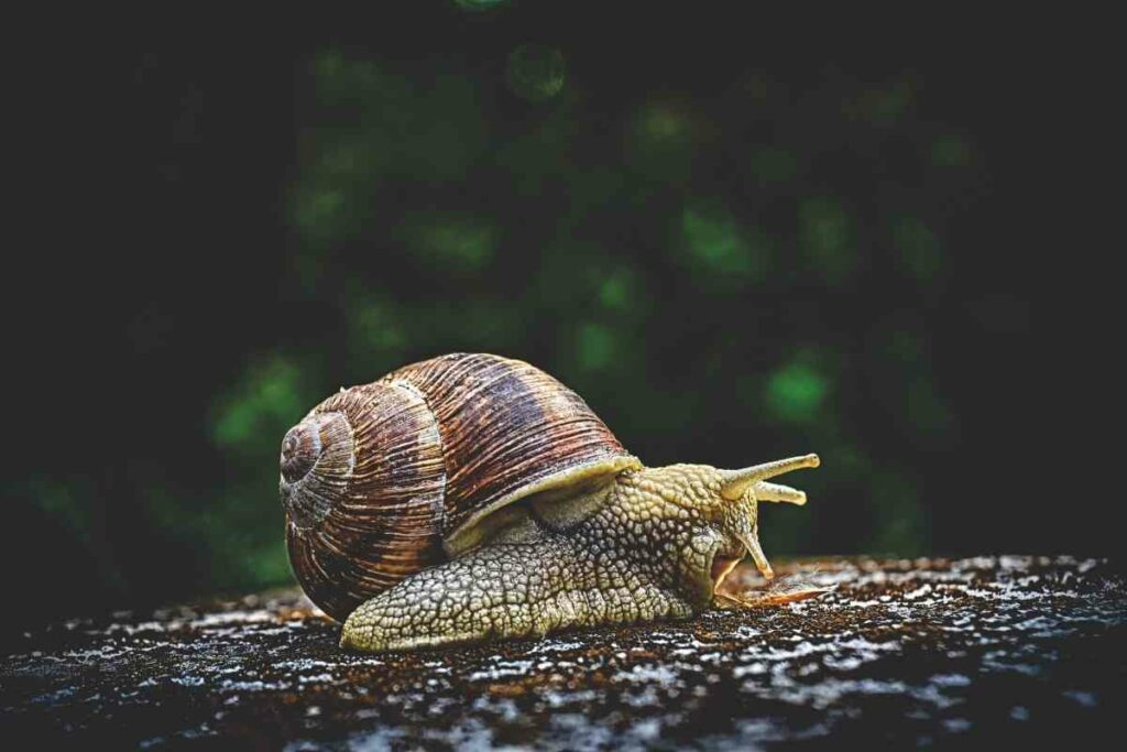 Snails pests