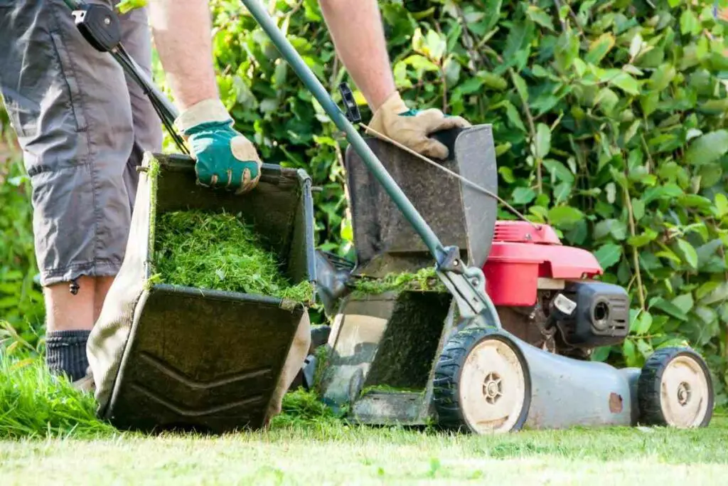 Cutting grass before winter advice