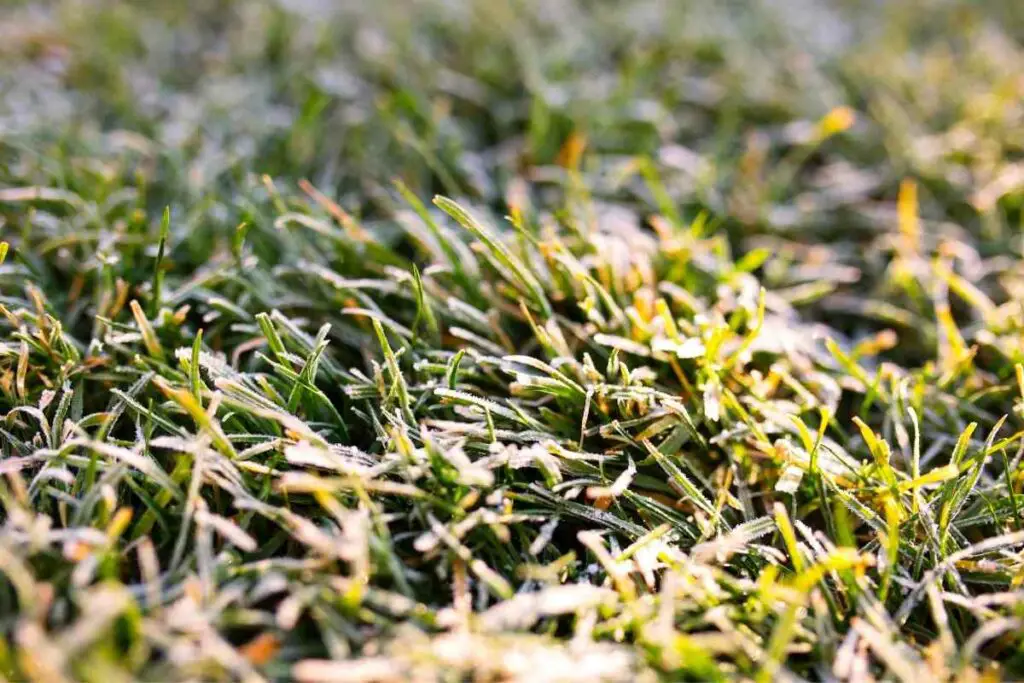 Cut grass before winter guide