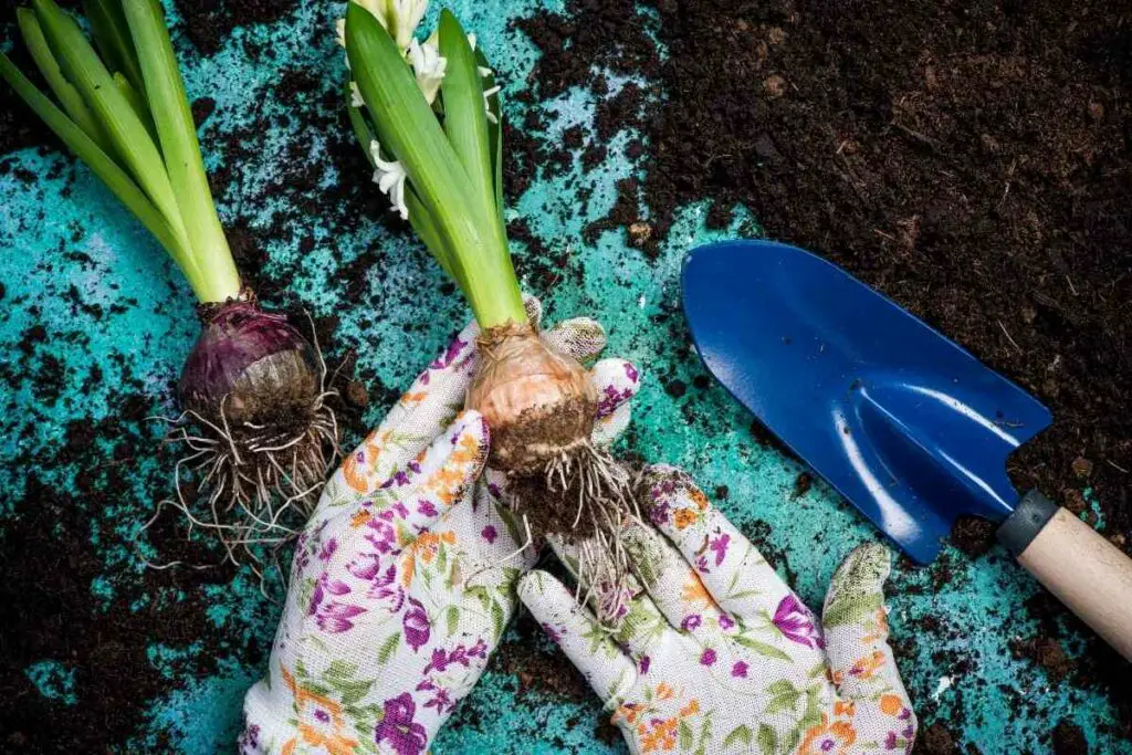 Replanting Hyacinth bulbs