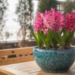 Hyacinth Bulbs After Flowering guide