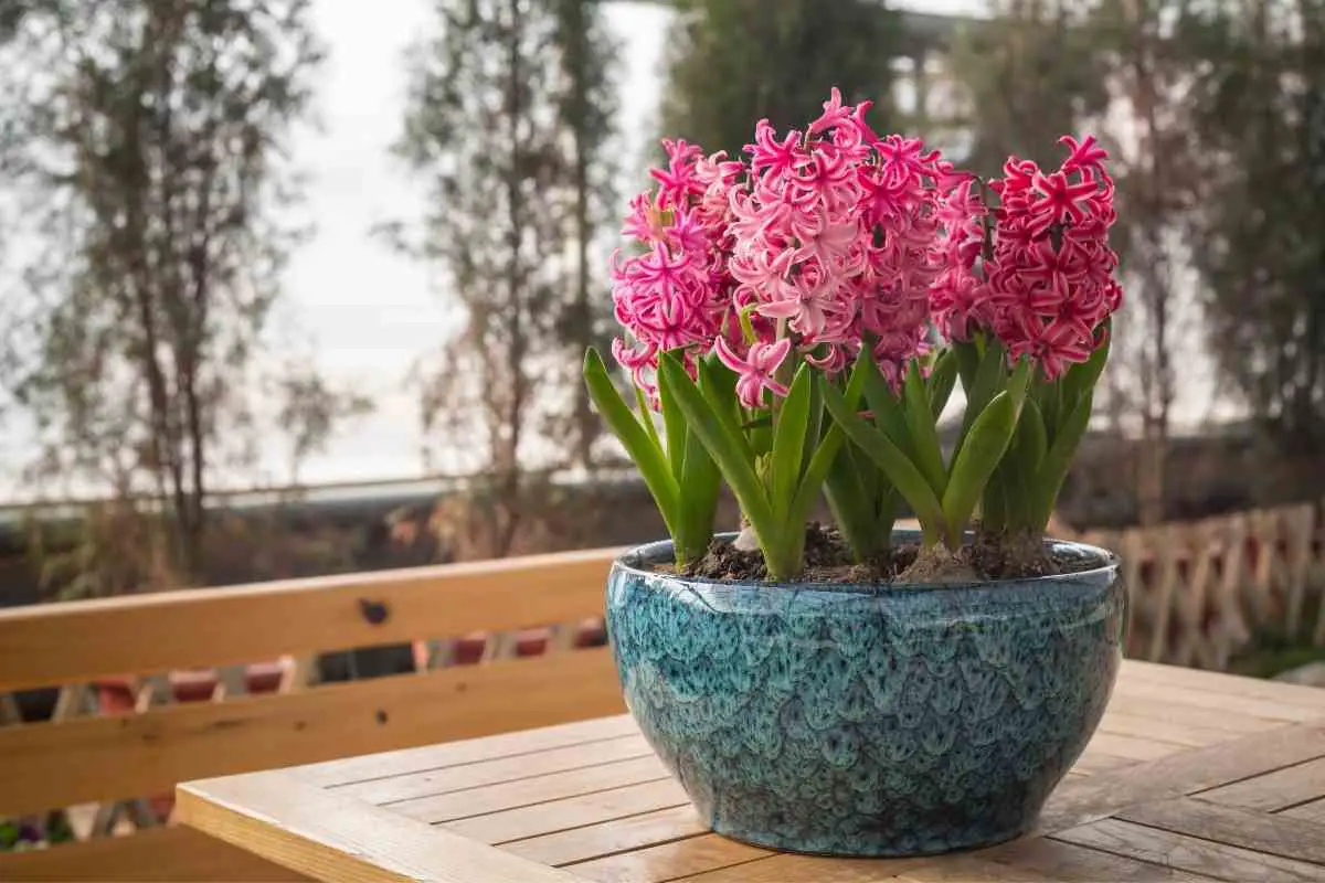 What To Do With Hyacinth Bulbs After Flowering