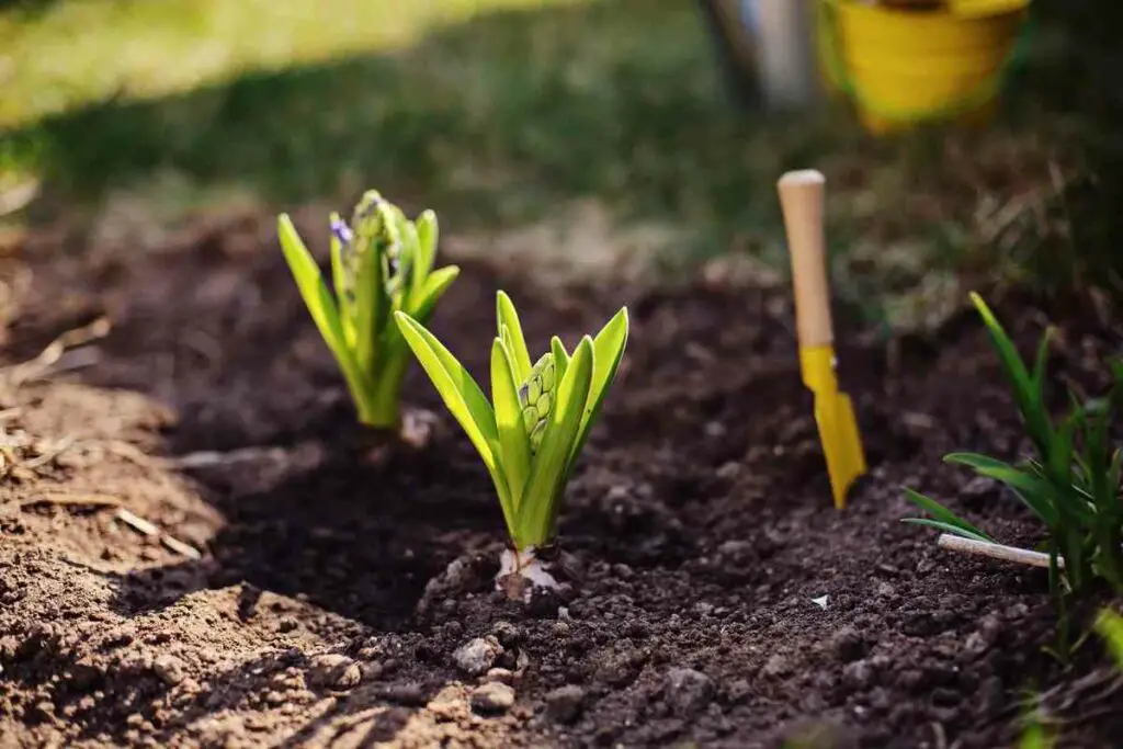 Hyacinth bulbs cold area advice