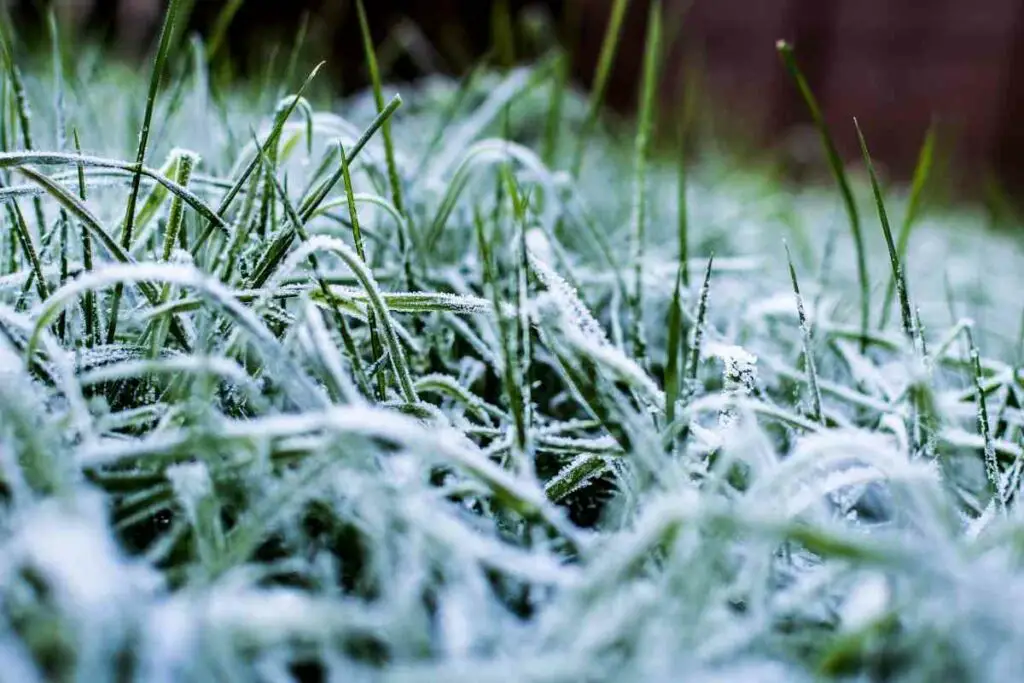 How to cut lawn before winter