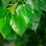 Growing Peepal plant guide