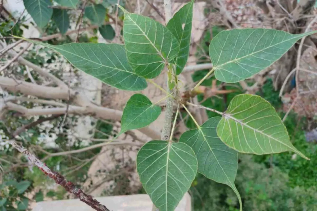 Peepal plant sunlight