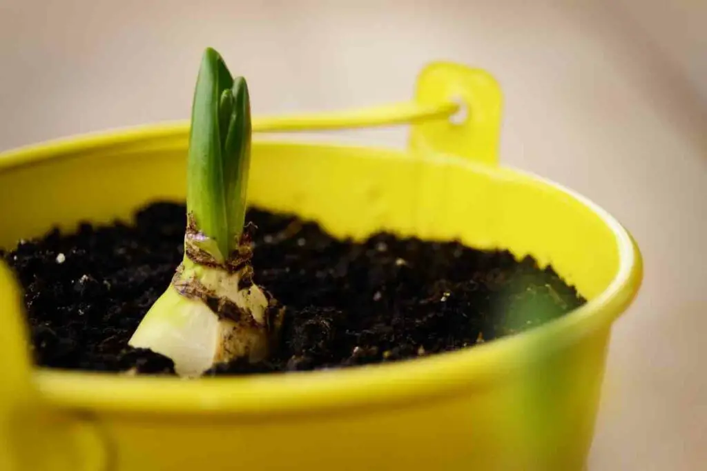 Storing Hyacinth bulbs after flowering safely