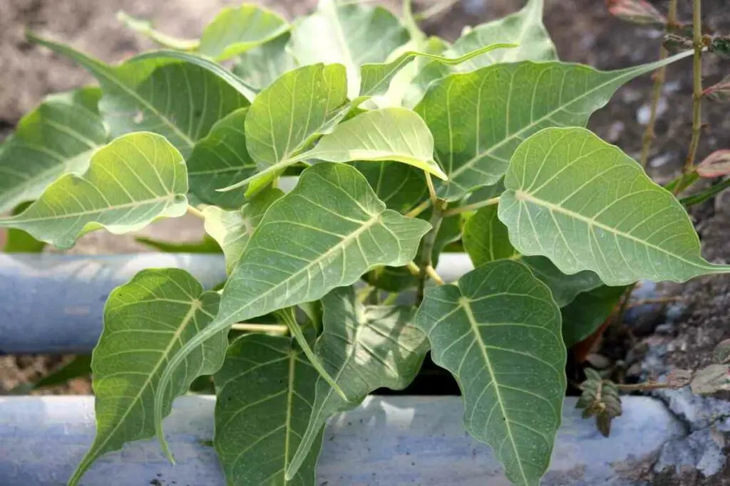 Take care of a Peepal plant