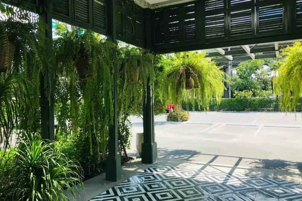 Watering Boston fern plants