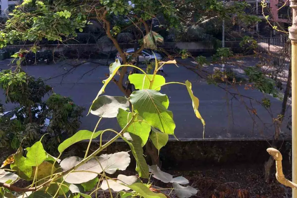 Watering Peepal plants