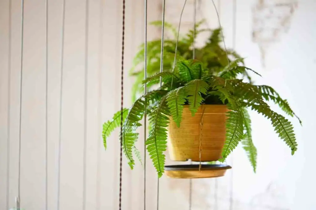 Bring Boston ferns inside in winter