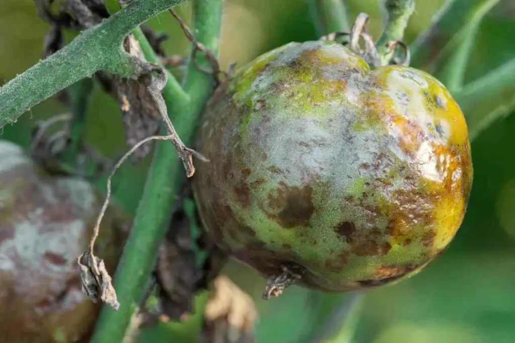 alfalfa mosaic virus tomato