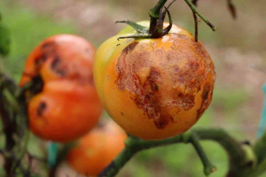 Anthracnose rot tomato