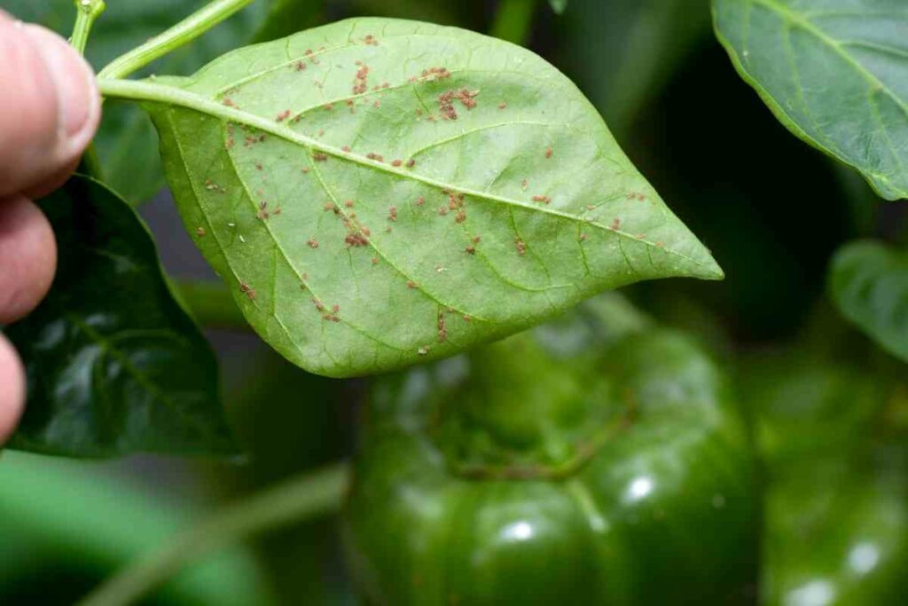 aphids in the garden
