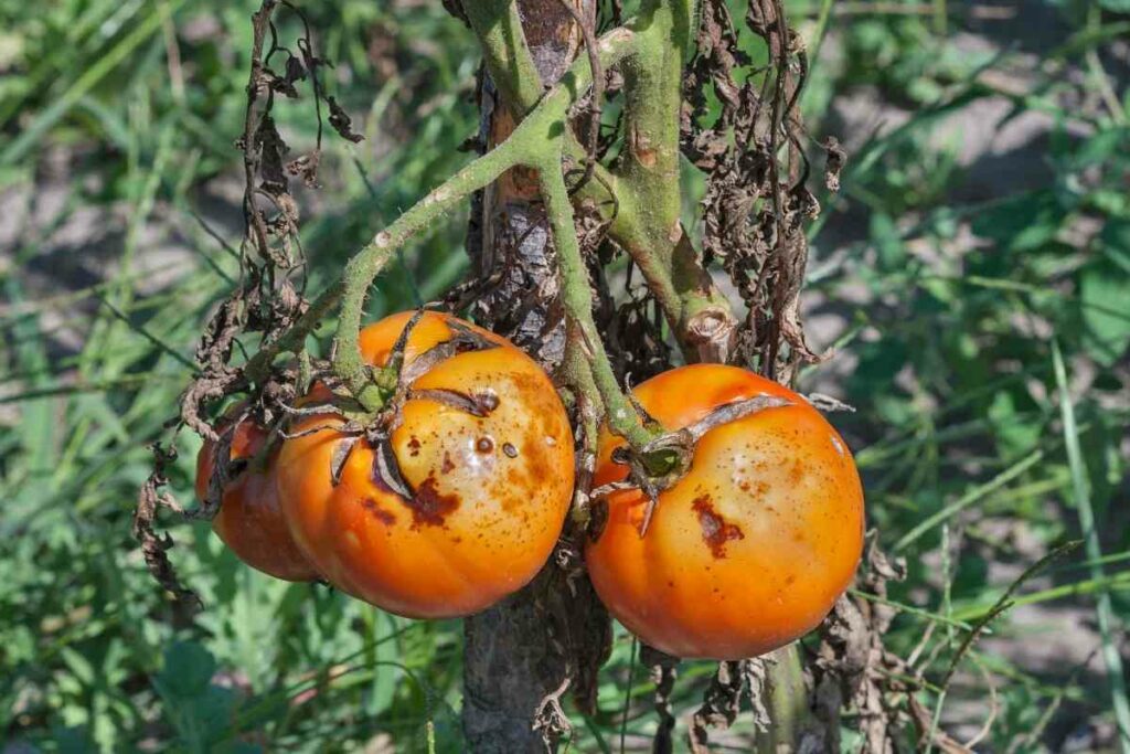 Bacterial canker tomatoes