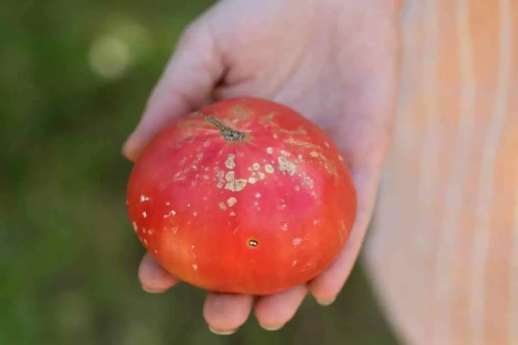 Bacterial spot tomato