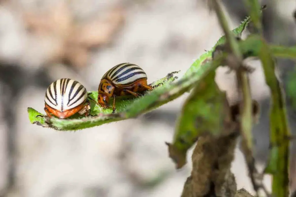 Tomato plant pests beetles