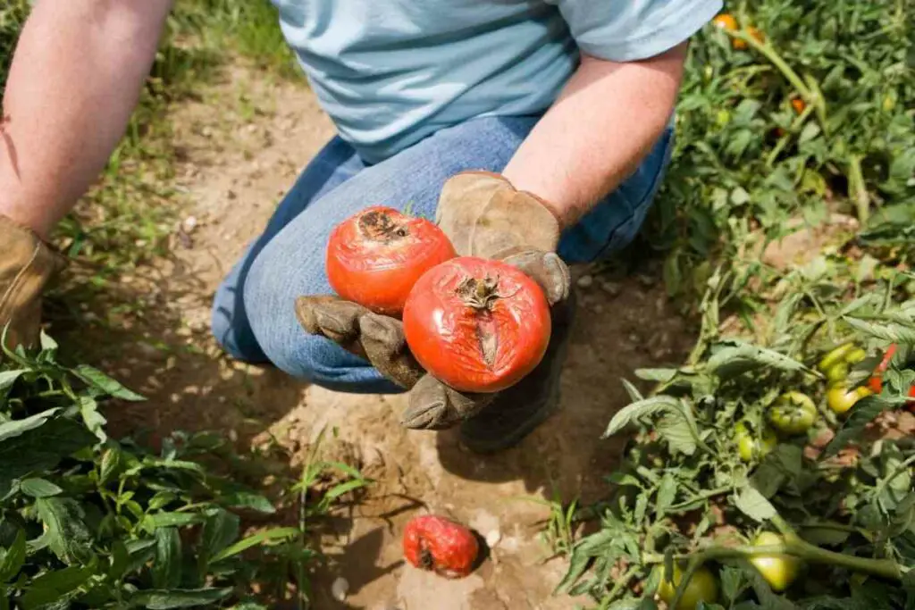 Black mold tomato