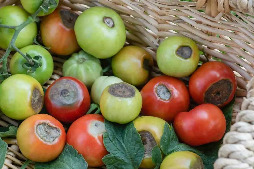 Blossom end rot tomato