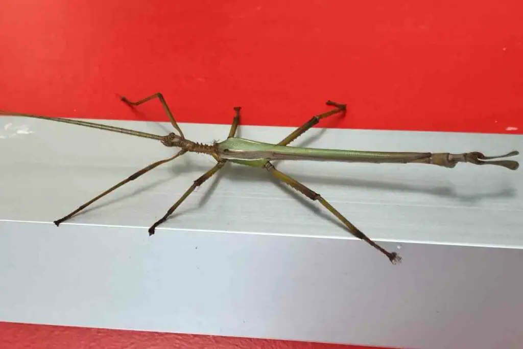 stick insects do not eat fruit
