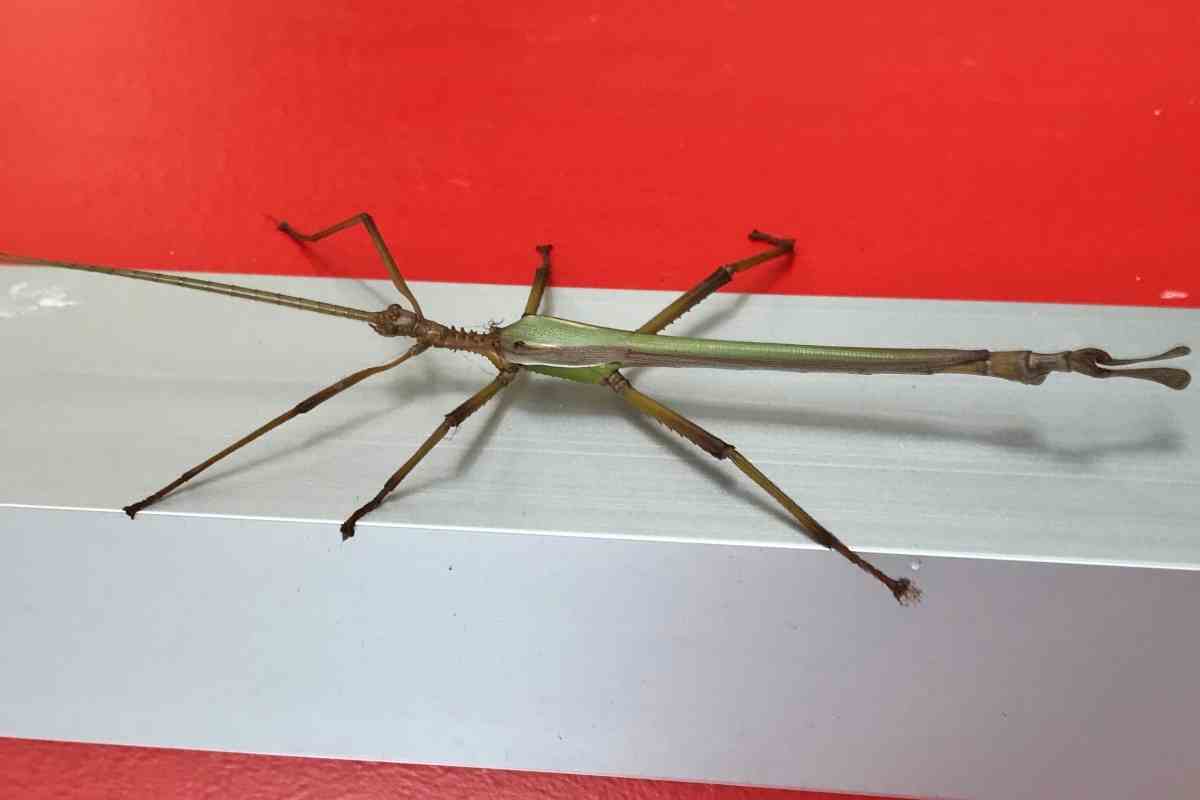 What To Feed Stick Insects?