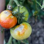 Tomato diseases spreading problem