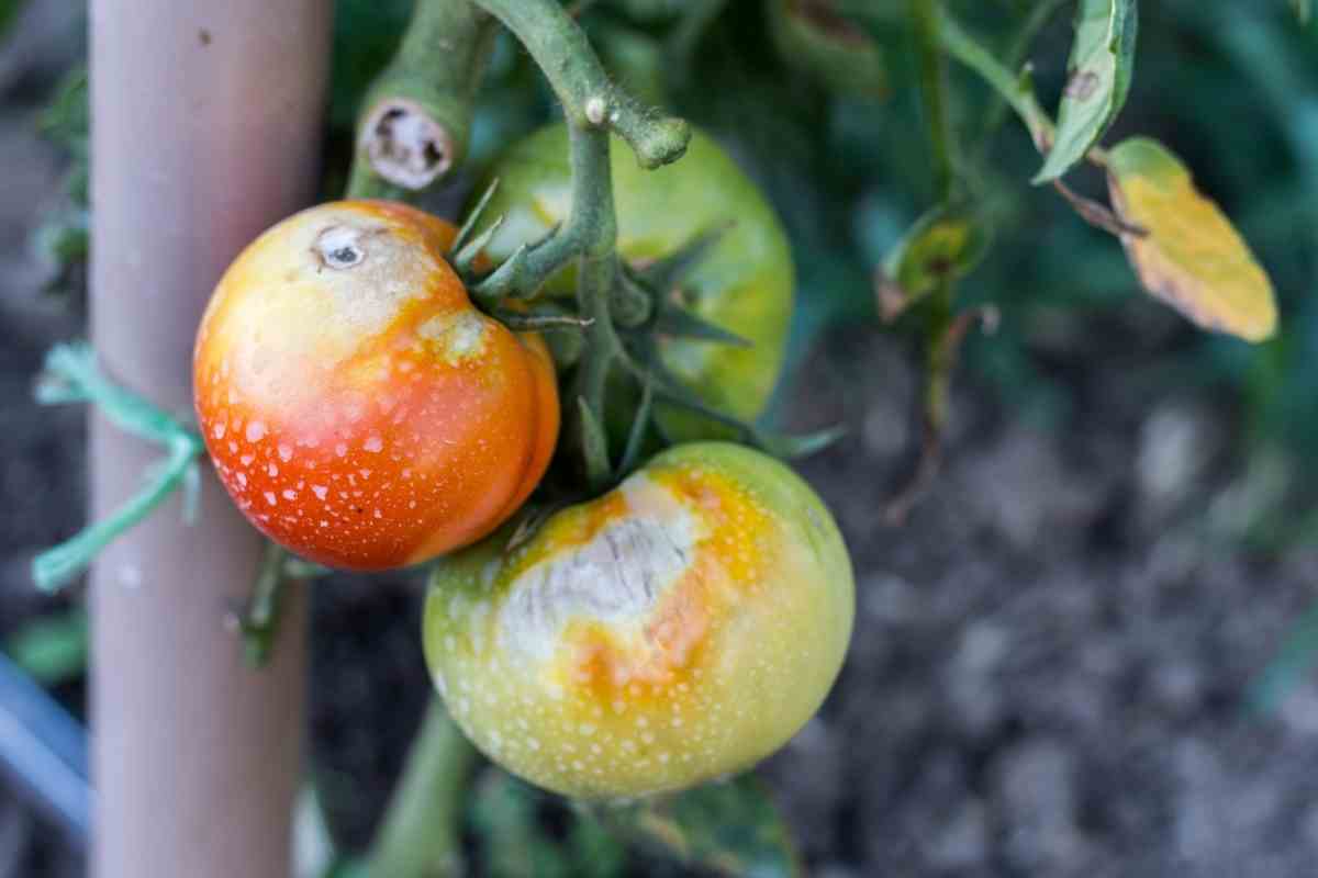 Can Tomato Diseases Spread to Other Plants?