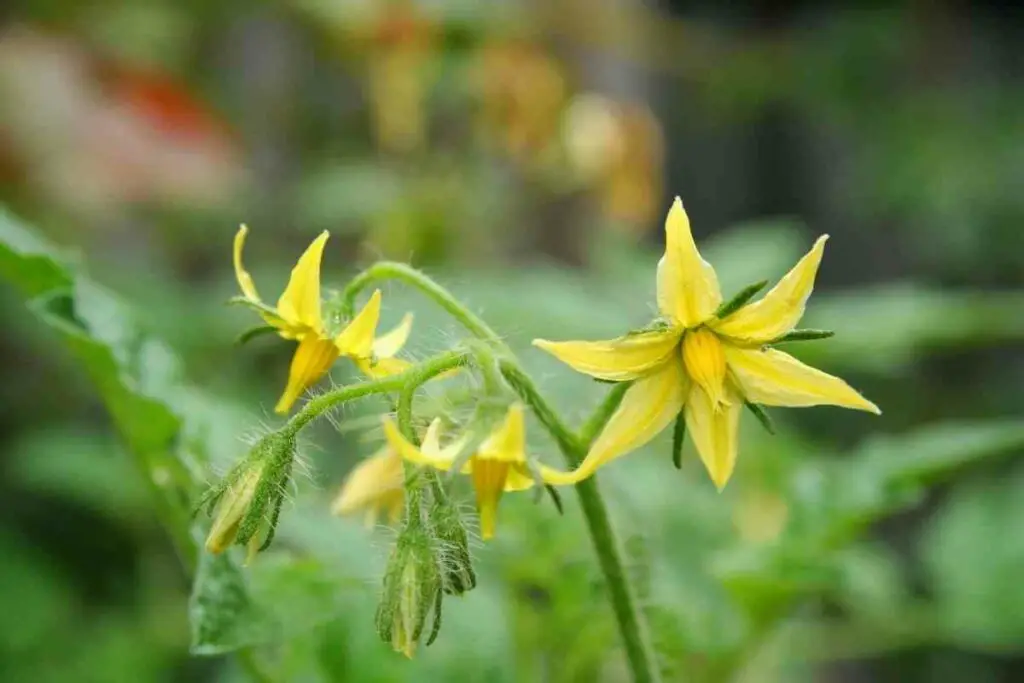 Yellow tomato flowers