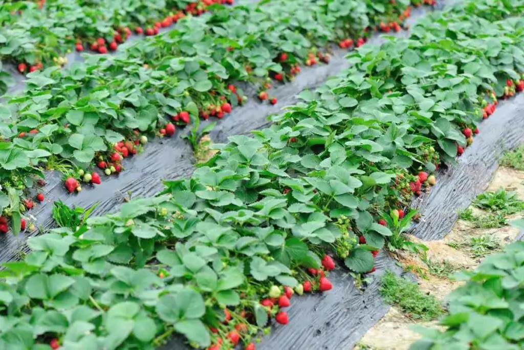 Checking for strawberry bugs