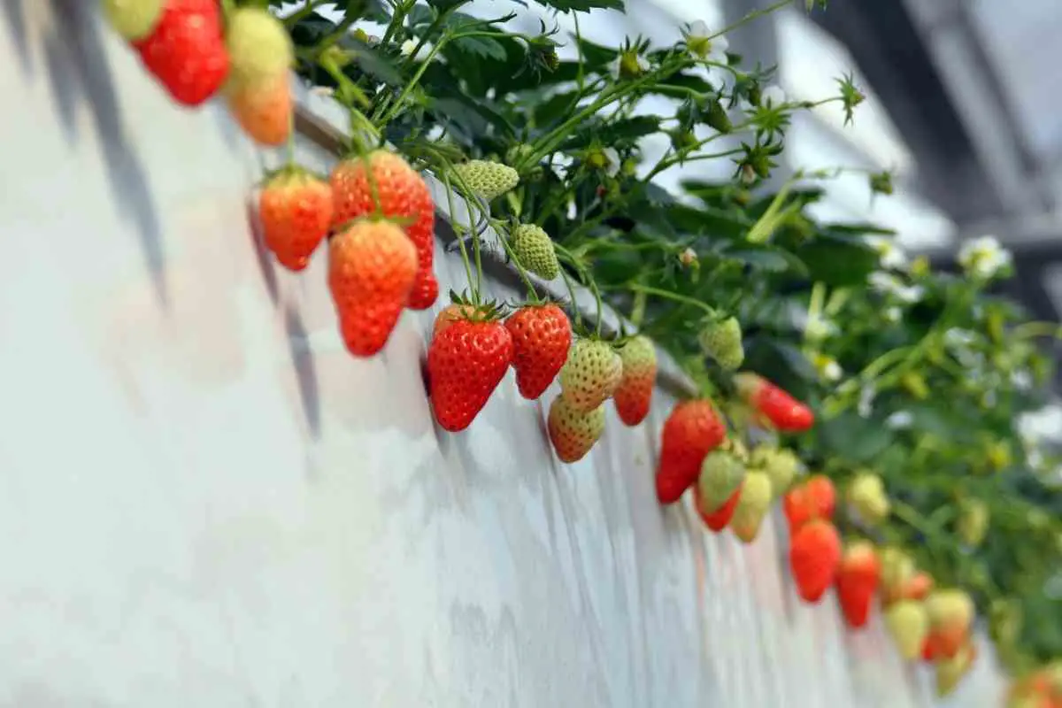How To Get Rid of Strawberry Bugs?