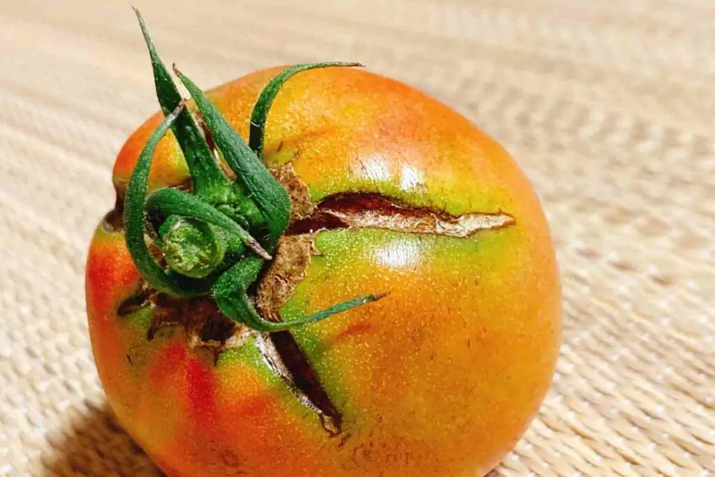 Cracking tomato
