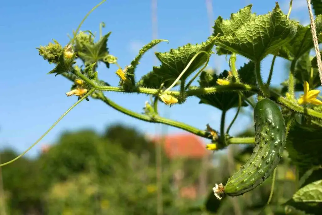 cucumber cuttings tipps