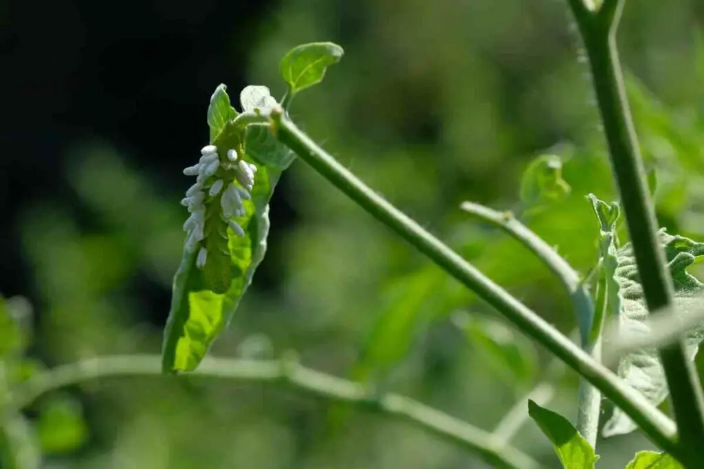 Pests in garden