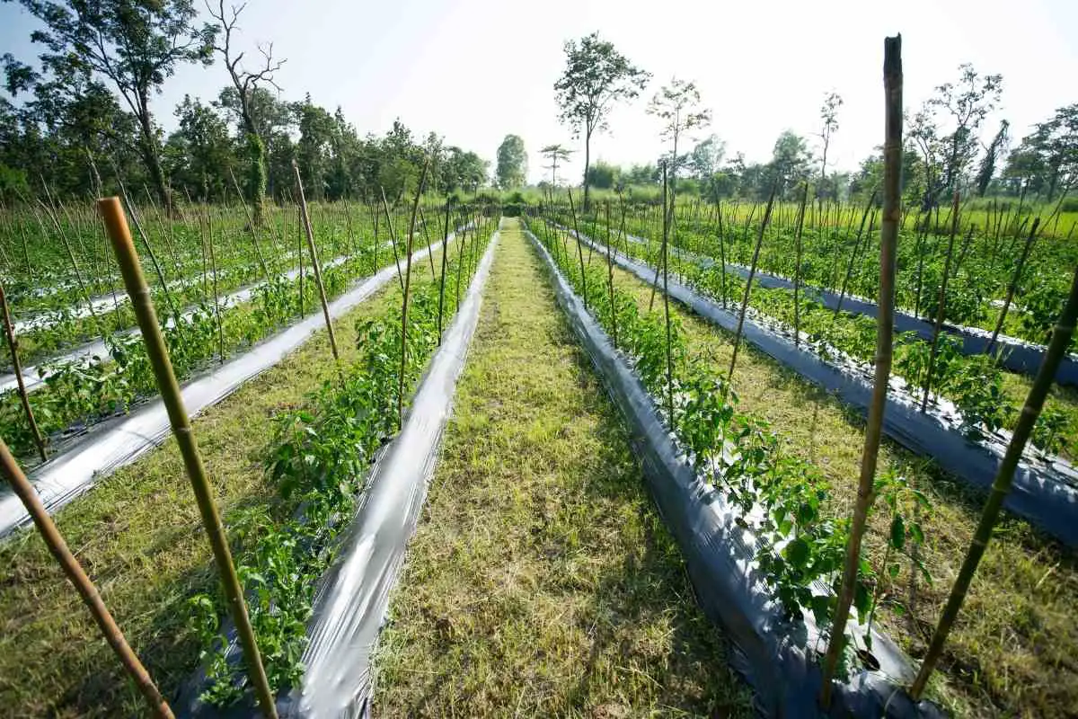 How Do Vegetables Reproduce?