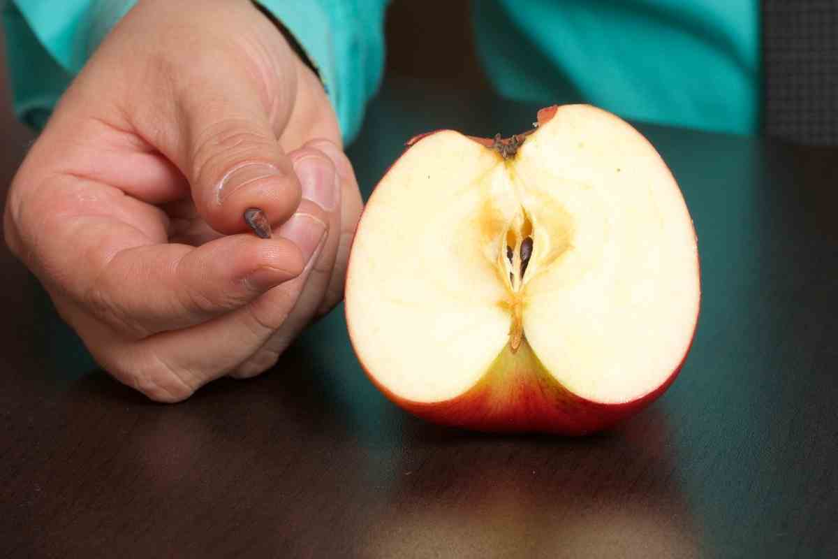 Do All Fruits Have Seeds?