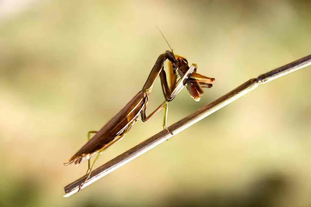 Stick bugs eat branches 