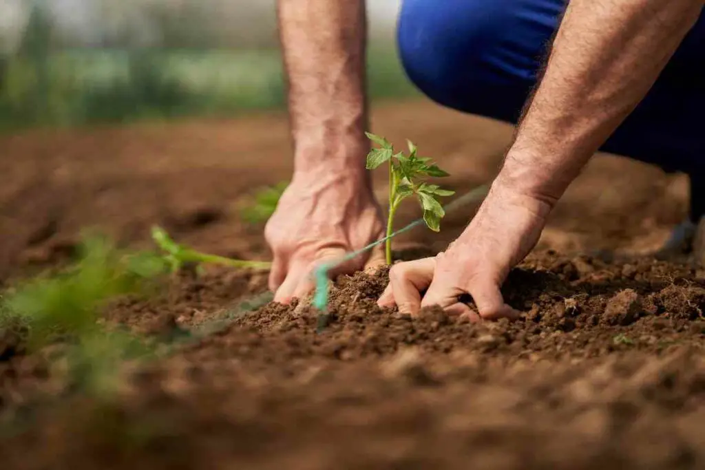 tomato plants do not grow back every year