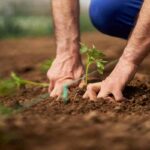 tomato plants do not grow back every year