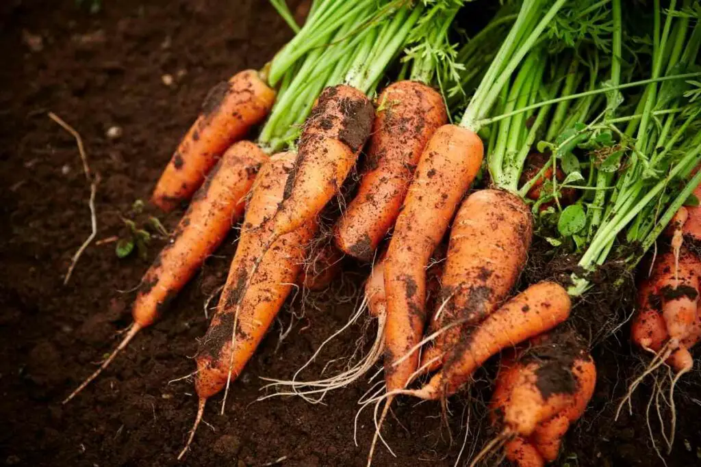 Do vegetables have seeds guide