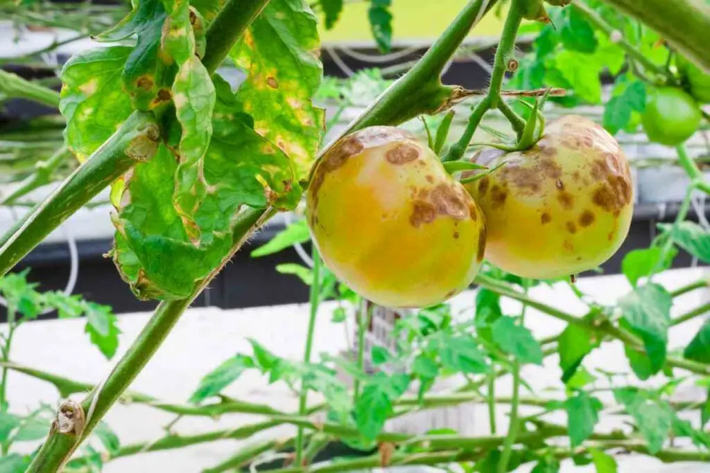 Early blight tomato